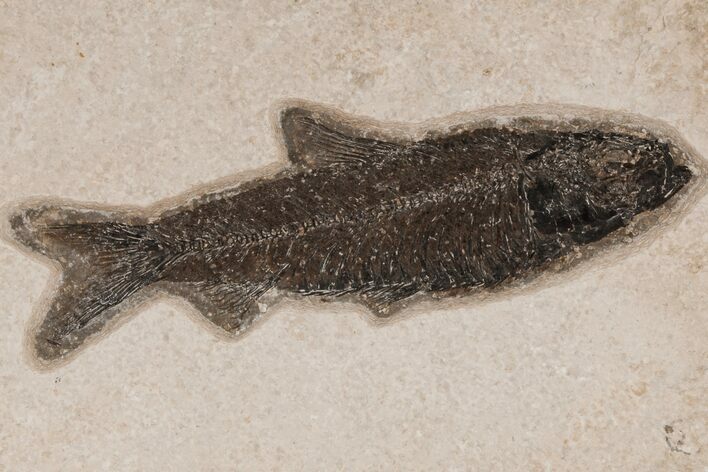 Detailed Fossil Fish (Knightia) - Wyoming #211181